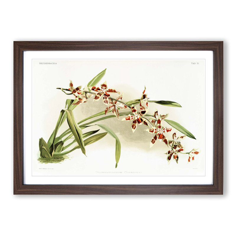 Magnolia Flowers Illustration Tab. 21 by Frederick Sander - Picture Frame Painting Print, 36cm H x 48cm W x 2cm D