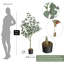 Plant-305905968