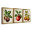 Antique Fruit IX - Ensemble de 3 impressions sur toile encadrées-700919553-700919559
