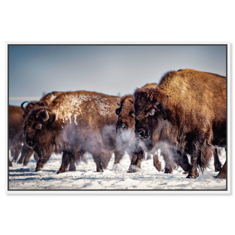 Buffalo Herd In A Snow Landscape Print, 37" H x 55" W, White Framed