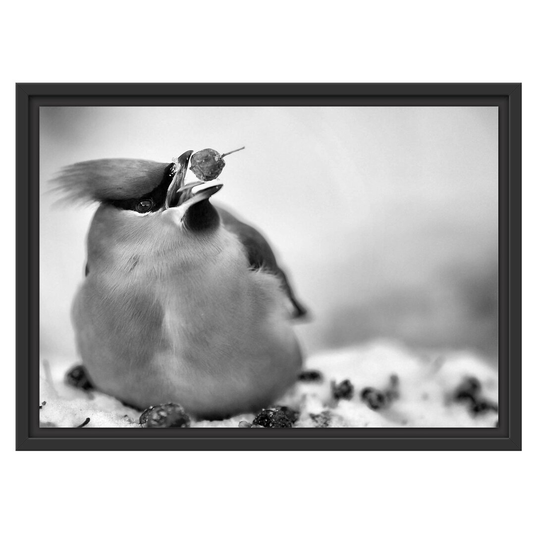 Gerahmtes Wandbild Kleiner VogelSchnee