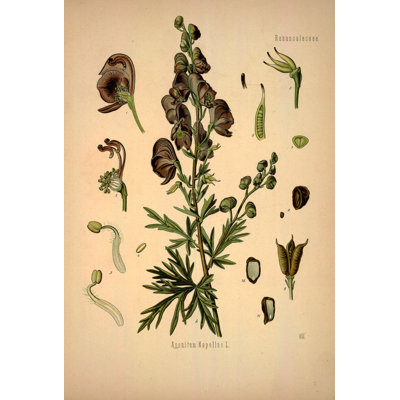 Botanical 41