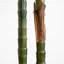 Arbre 96 po Robellini 96 po