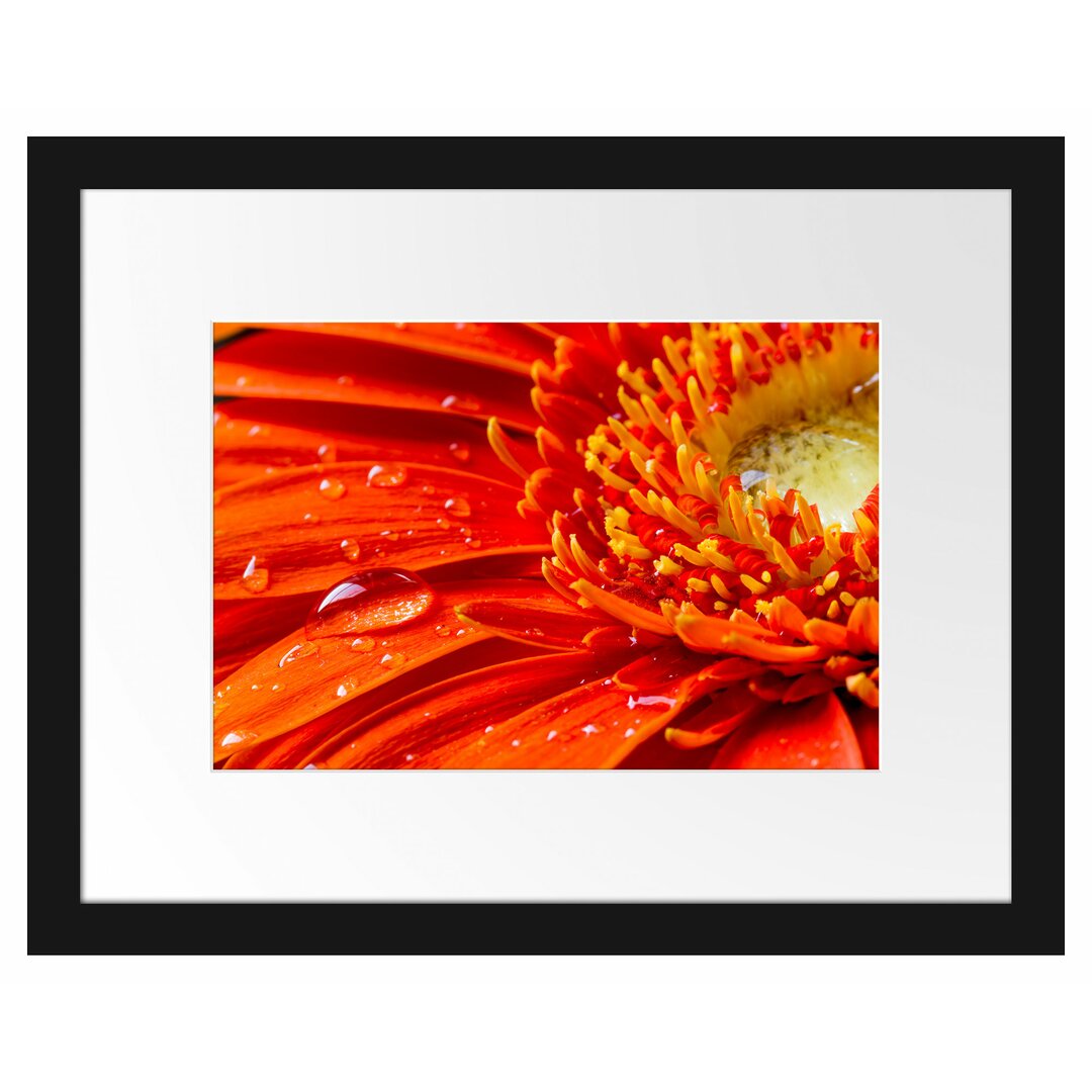 Gerahmtes Poster Gerbera mit Wassertropfen