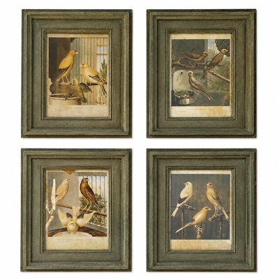 Collected Canary Vintage-Inspired Framed Bird Prints - Set of 4