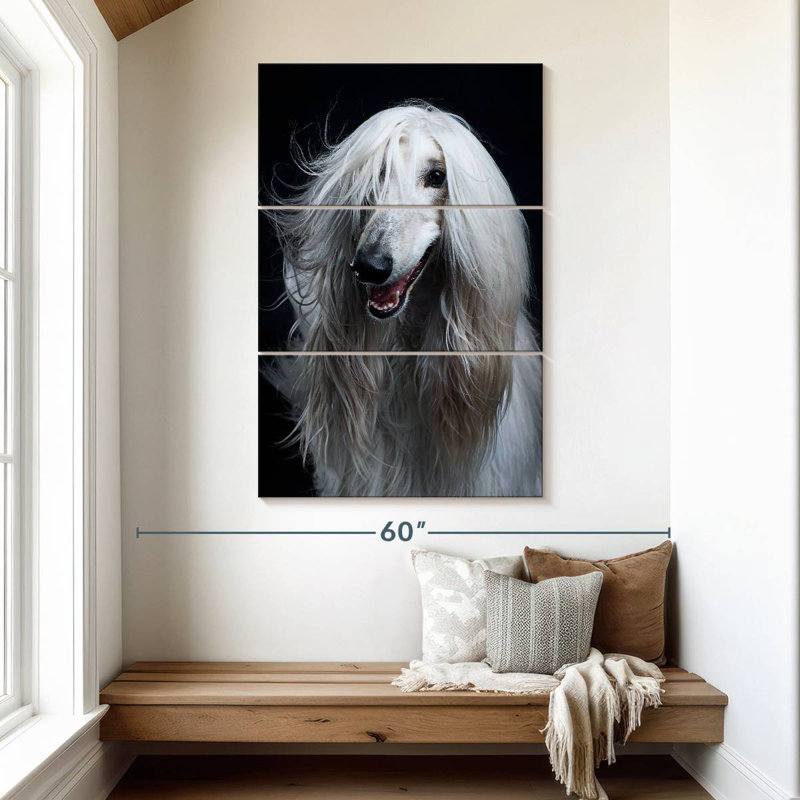 Brampt Long Haired Afghan Hound