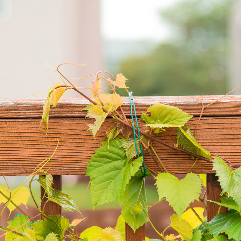 Weather Resistant Plant Support
