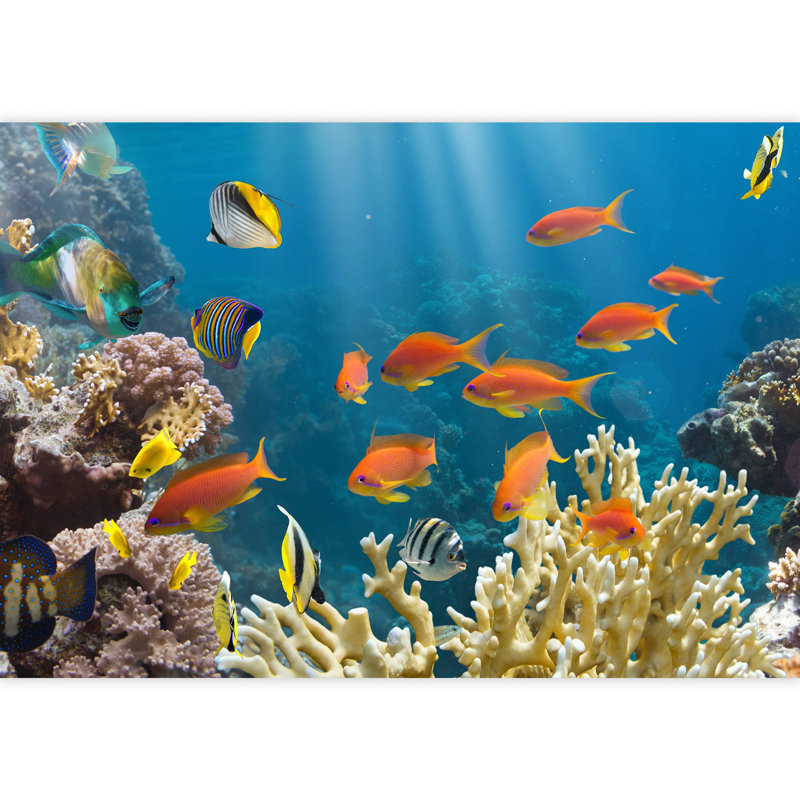 Papier peint autocollant Coral and Fish in The Red SeaEgypt, L 66 po x l 96 po