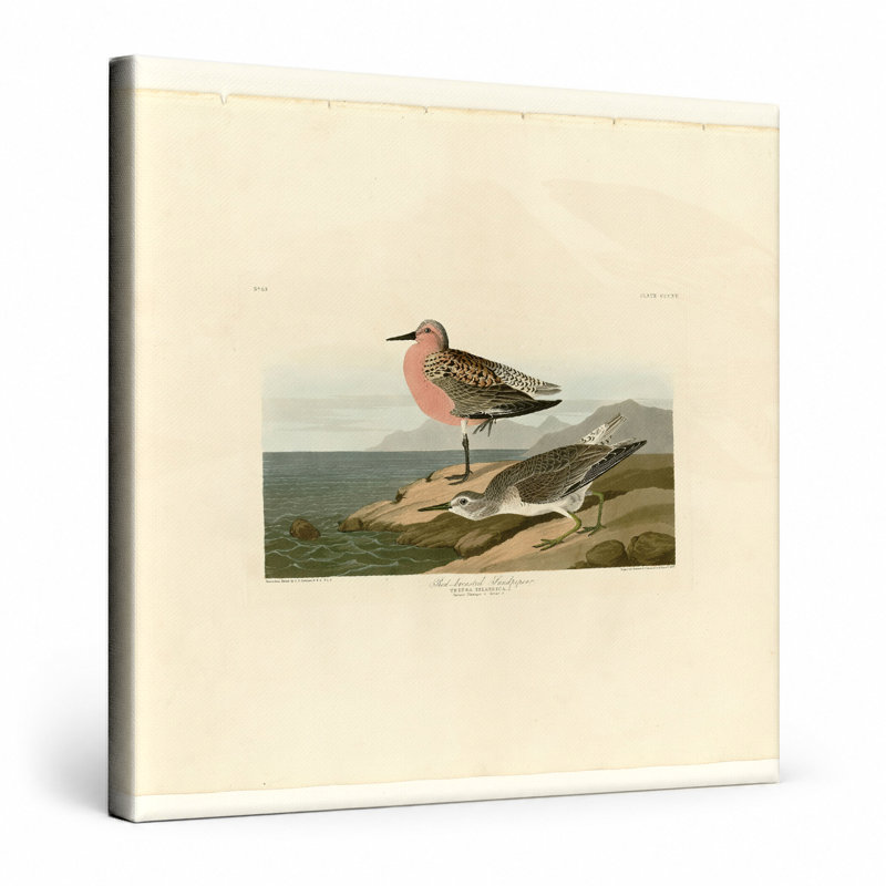Bécasseau à poitrine rousse, plaque 31 (1835) - art mural carré sur toile, 12" W x 12" H