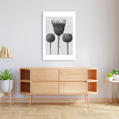 «Serratula Nudicaulis», reproduction d'art rétro fleur murale rétro