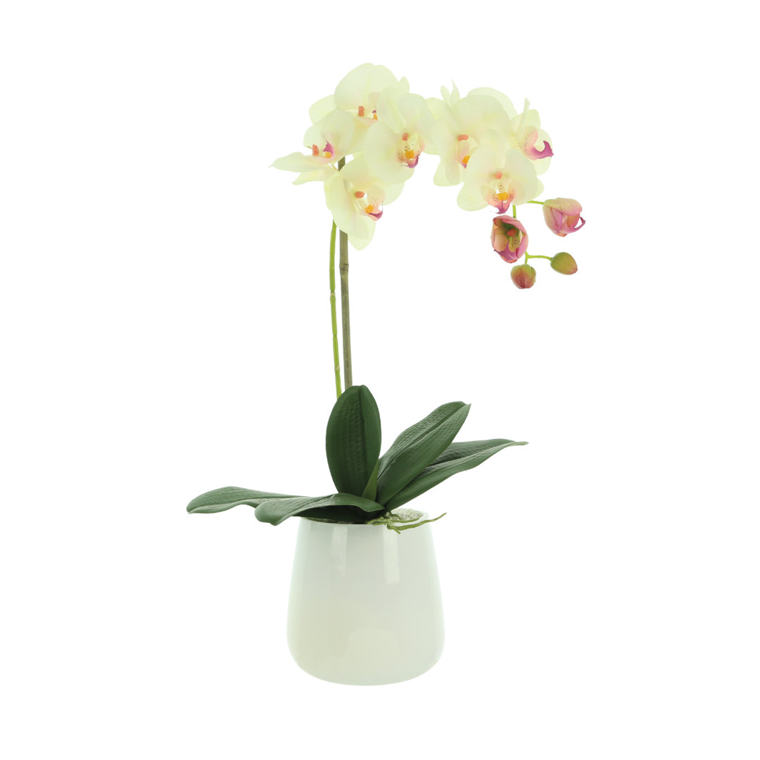 Orchid Arrangement in Pot Primrue Flower 