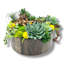 Arrangement de plantes grasses artificielles espresso | Centre de table rustique moderne (l 13 po)
