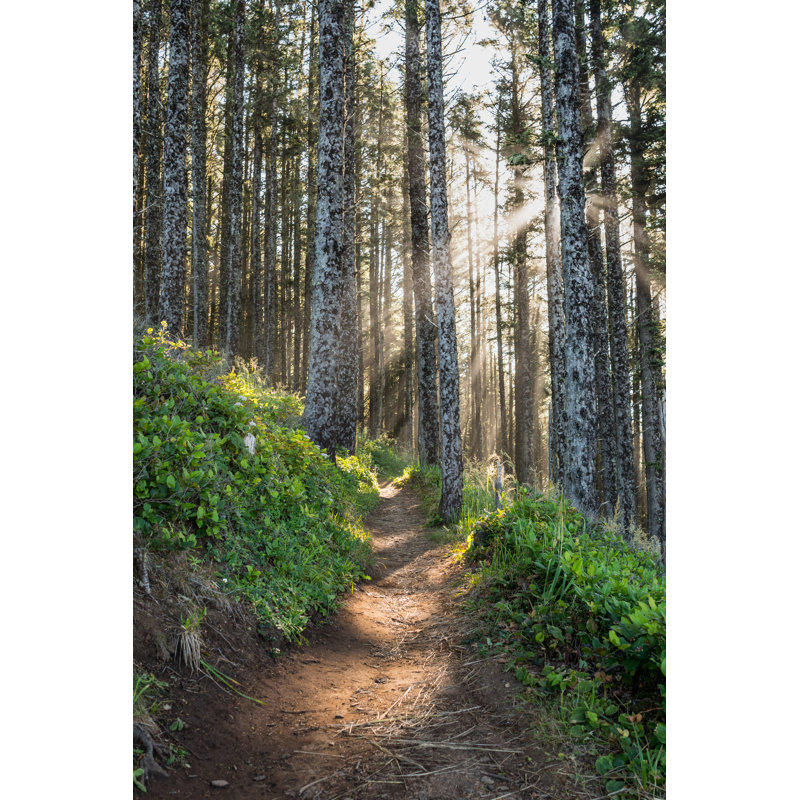 Sun Rays Through Pine Forest by Kellyvandellen - Wrapped Canvas Print, 45.72cm H x 30.48cm W