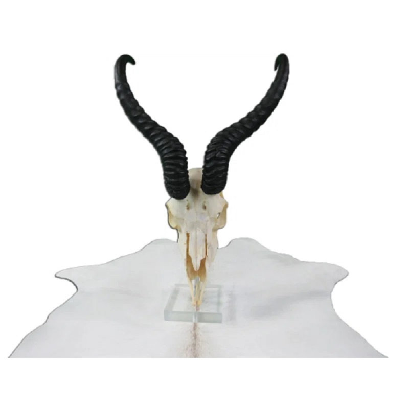Brisny Real Springbok Skull on Acrylic Base