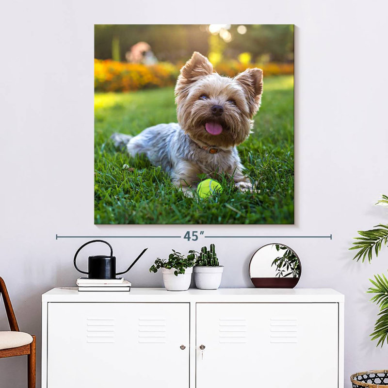 Yorkshire Terrier, 33" H x 33" W