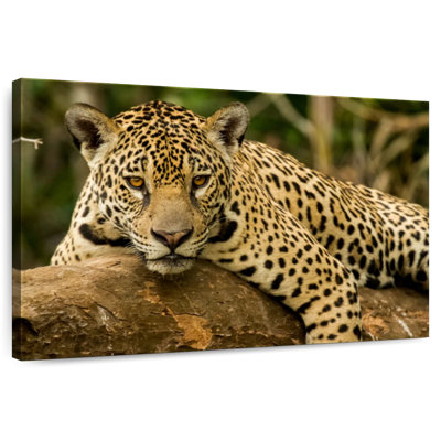 Jaguar intense