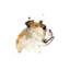Dog Days V Print by Emma Brooks-26924450-26924444
