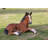 Large Laying Down Horse Colt Statue