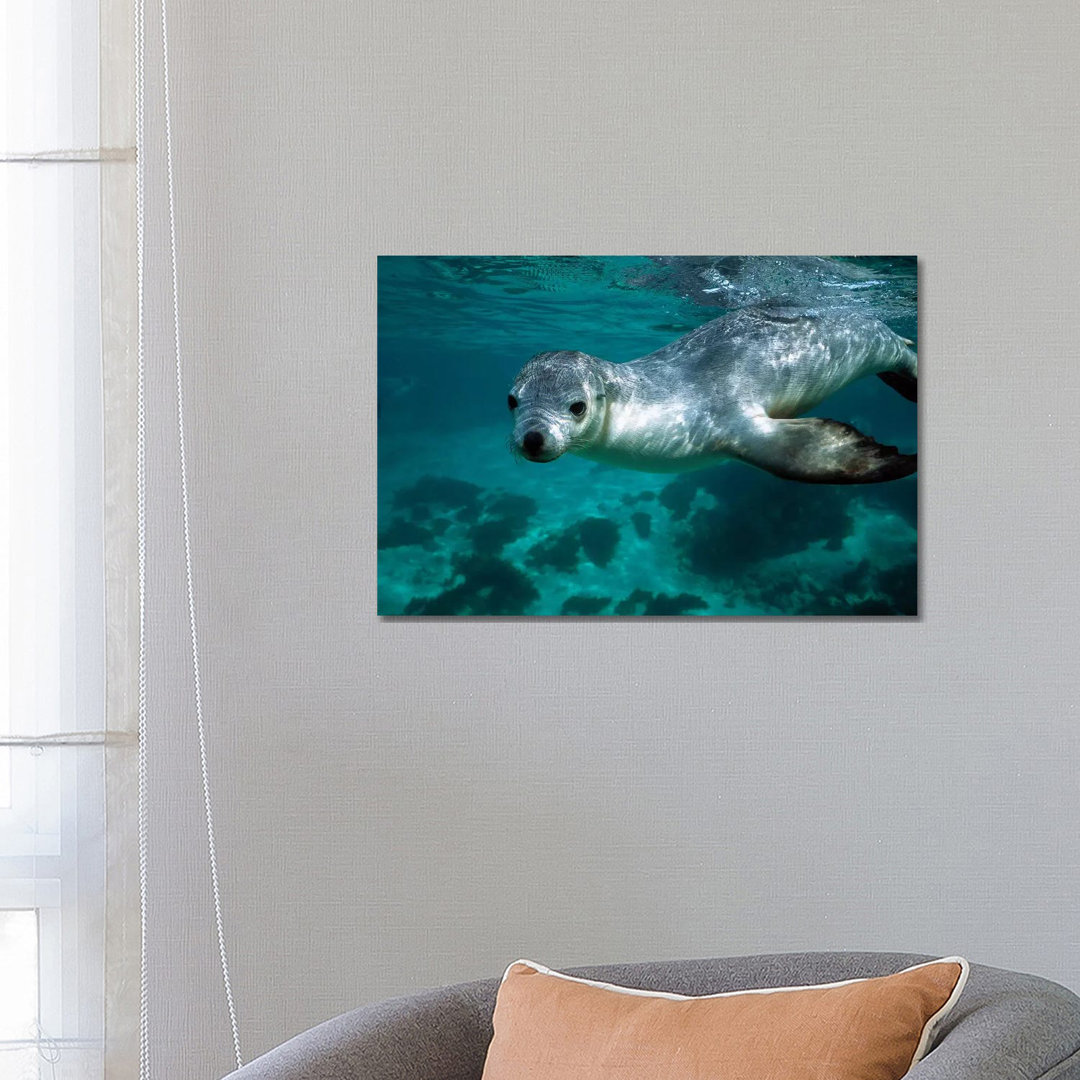Australian Sea Lion Underwater Portrait, South Australia by Hiroya Minakuchi - Wrapped Canvas Print