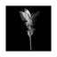 « curcuma iii, b&w » par magda indigo, impression sur toile-31920096-73555380-73555385