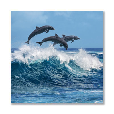 Dolphin Play - photographie non encadrée