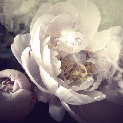 Pale Winter Peony - Wrapped Canvas Print