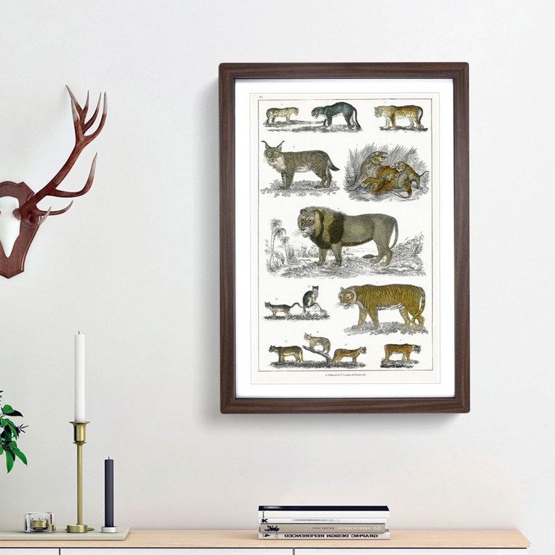 Cats & Big Cats by Oliver Goldsmith - Picture Frame Graphic Art Print, 36cm H x 27cm W x 2cm D, Walnut Framed