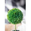Ensemble de 4 buis artificiels en pot-531310447-531310444