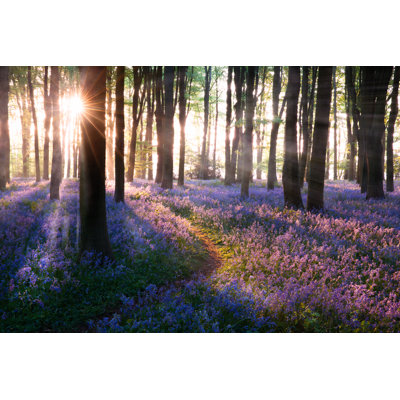 Ledet Bluebell Woods Path - Wrapped Canvas Print