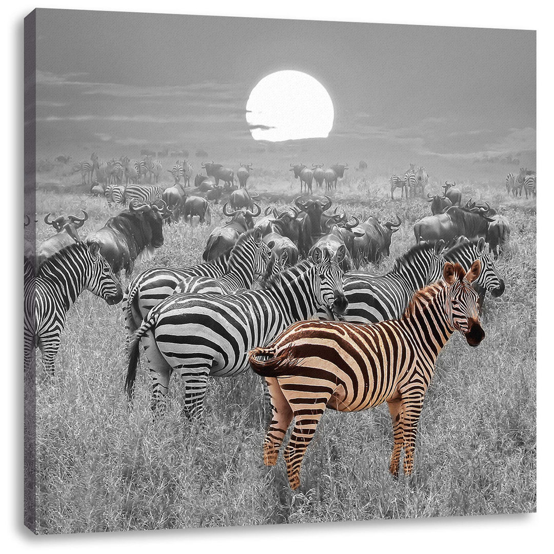 Leinwandbild Zebra Herd Savannah at Sunset