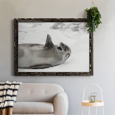 Laughing Seal - photographie encadrée sur toile