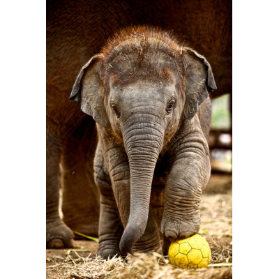 «Baby Elephant» par Mahouts - Photographie sur toile tendue