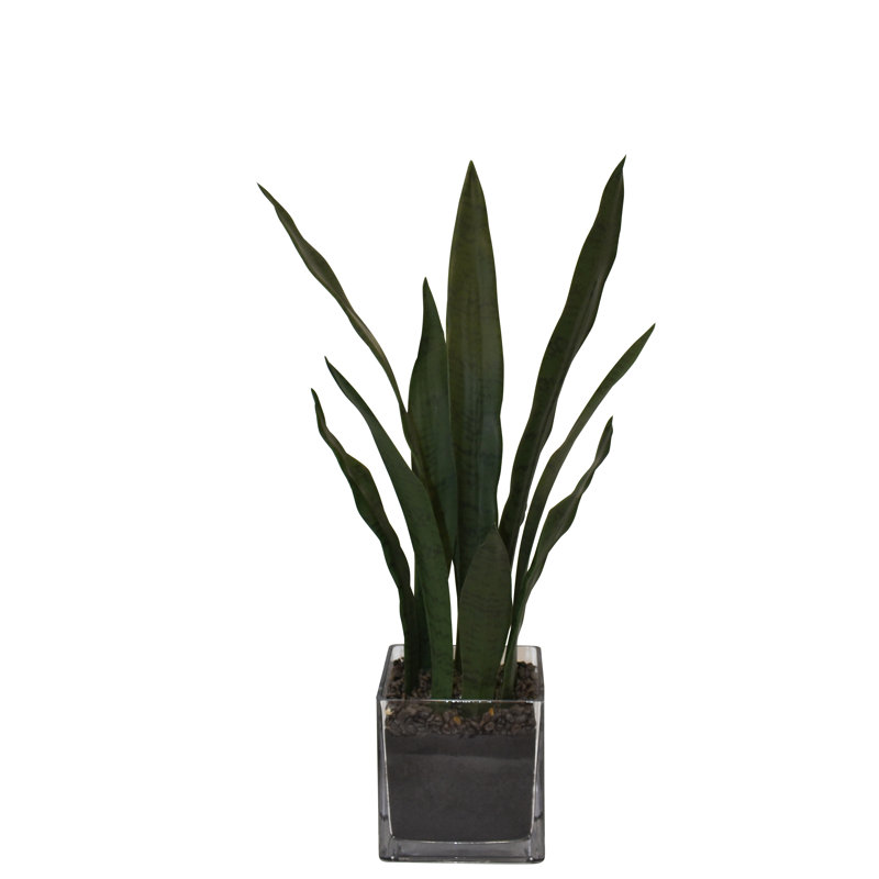 Plantes de table