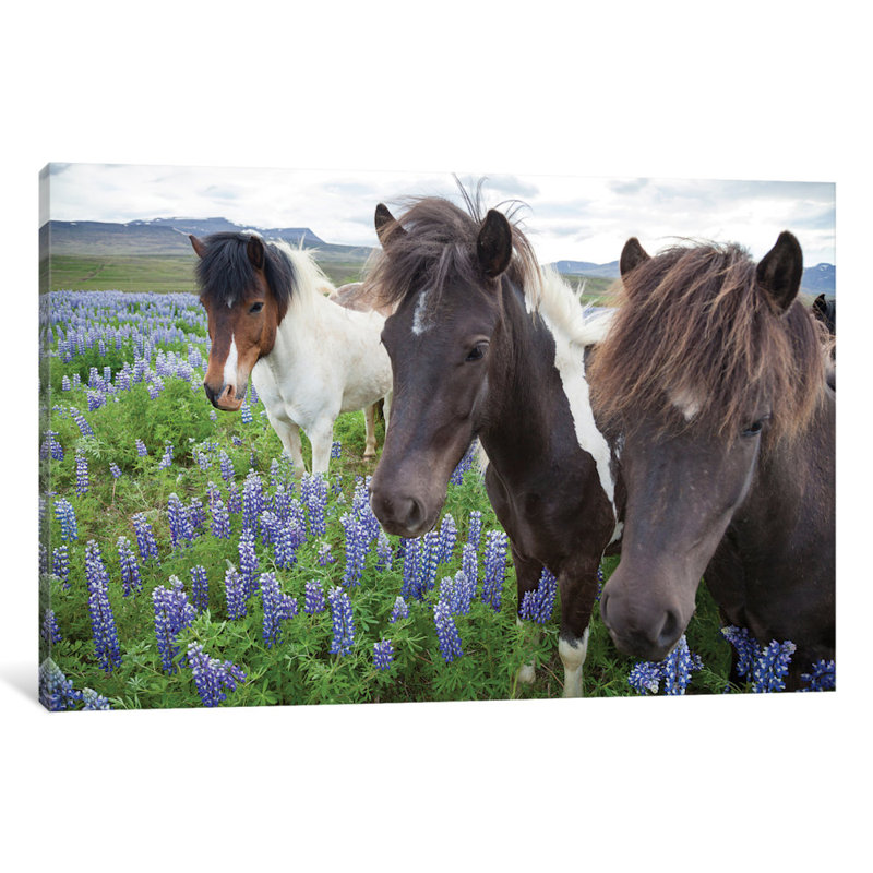 Trois chevaux dans une prairie, par Gareth McCormack, impression sur toile tendue sur châssis, H 18 po x l 26 po x P 1,5 po