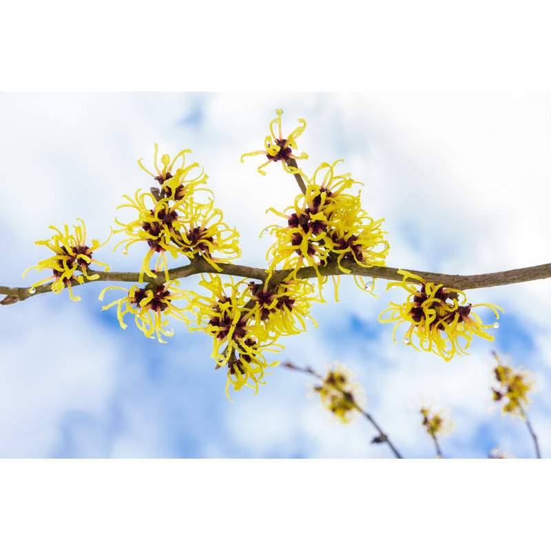 Sengsone Hamamelis Mollis by Ben-Schonewille - Wrapped Canvas Print, 30cm H x 46cm W 3.8cm D