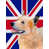 Bouvier australien (beige)
