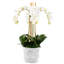 Celeste Realtouch Orchid Arrangement