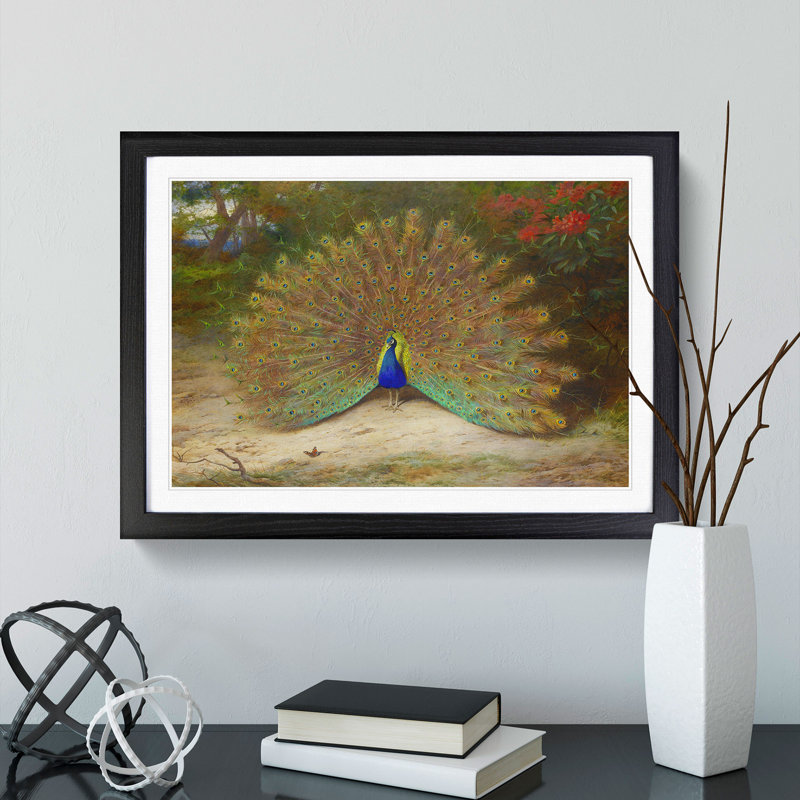 Peacock by Archibald Thorburn - Framed Print, 36cm H x 48cm W x 2cm D, Black Framed