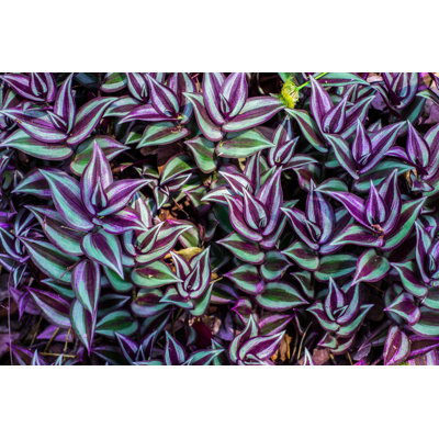 " Tradescantia Zebrina " by Khlongwangchao
