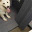 Grande niche pour chien avec balcon