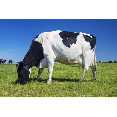 " Cow Grazing " by Vwalakte