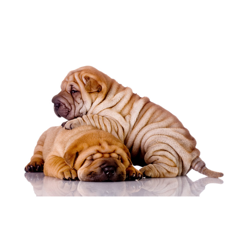 Two Shar-Pei Baby Dogs - Wrapped Canvas Print, 20cm H x 30cm W