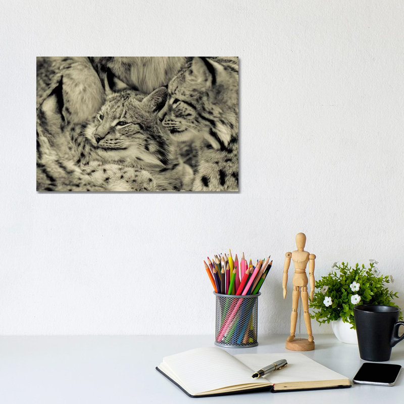 Lynx 1 Piece Wrapped Canvas Wall Art, 20.32 cm H x 30.48 cm W