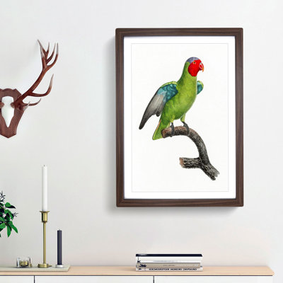 A Red-Cheeked Parrot by F. Levaillant - Framed Print