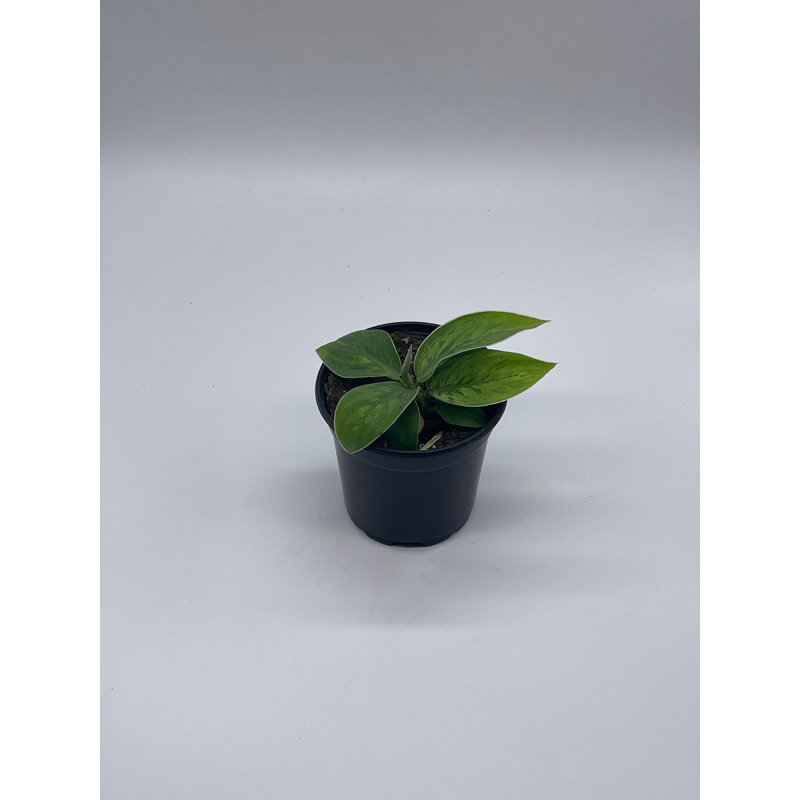 Homalomena Selby, 4 Inch