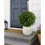 Ball-Shaped Boxwood Topiary In Plastic Liner