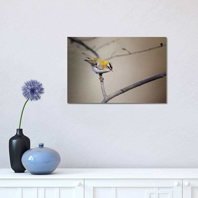 Firecrest 1 Piece Wrapped Canvas Wall Art, 30.48cm H x 45.72cm W x 1.905cm D