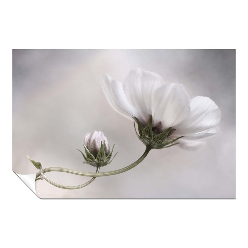 Cosmos Flower Garden - No Frame Print, 20cm H x 31cm W