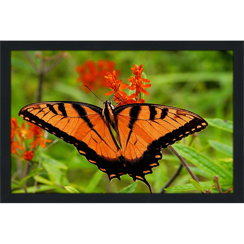 «Metallic Butterfly», reproduction de photo, H 21,5 po x l 27,5 po x P 0,75 po, Cadre espresso