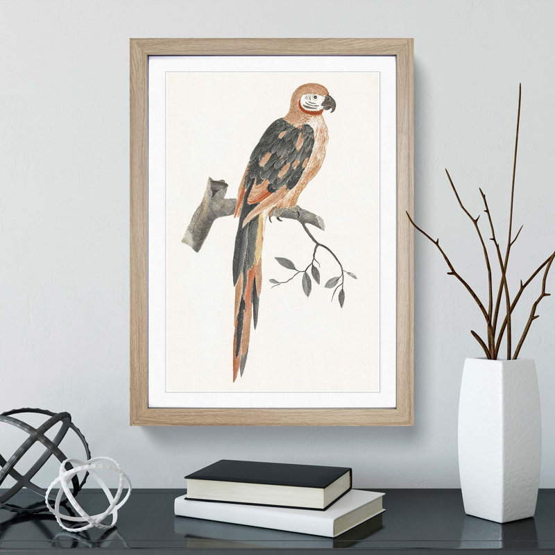 A Parrot by Johan Teyler - Framed Print, 63cm H x 45cm W x 2cm D, Oak Framed